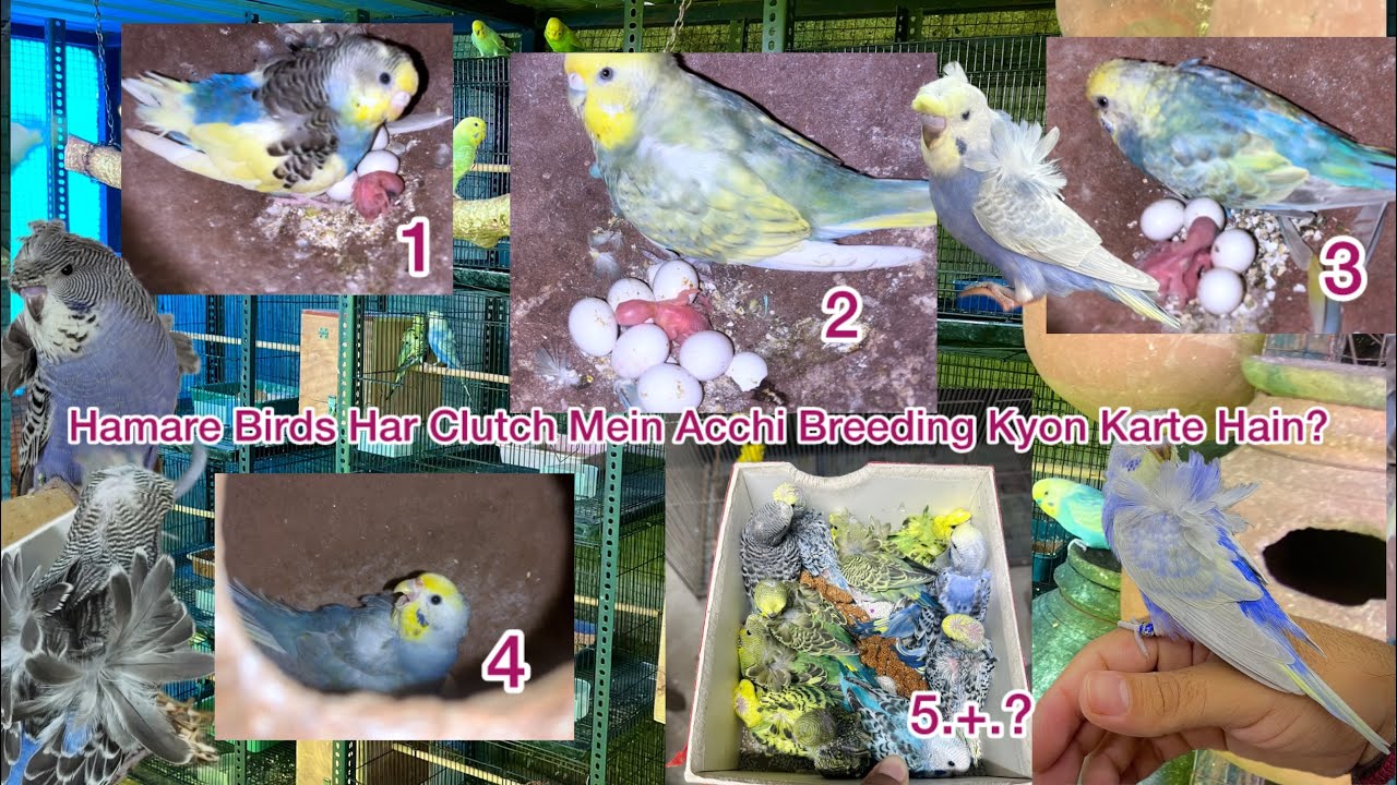 Budgies Colony breeding progress update || Love birds breeding progress 2026 ￼￼