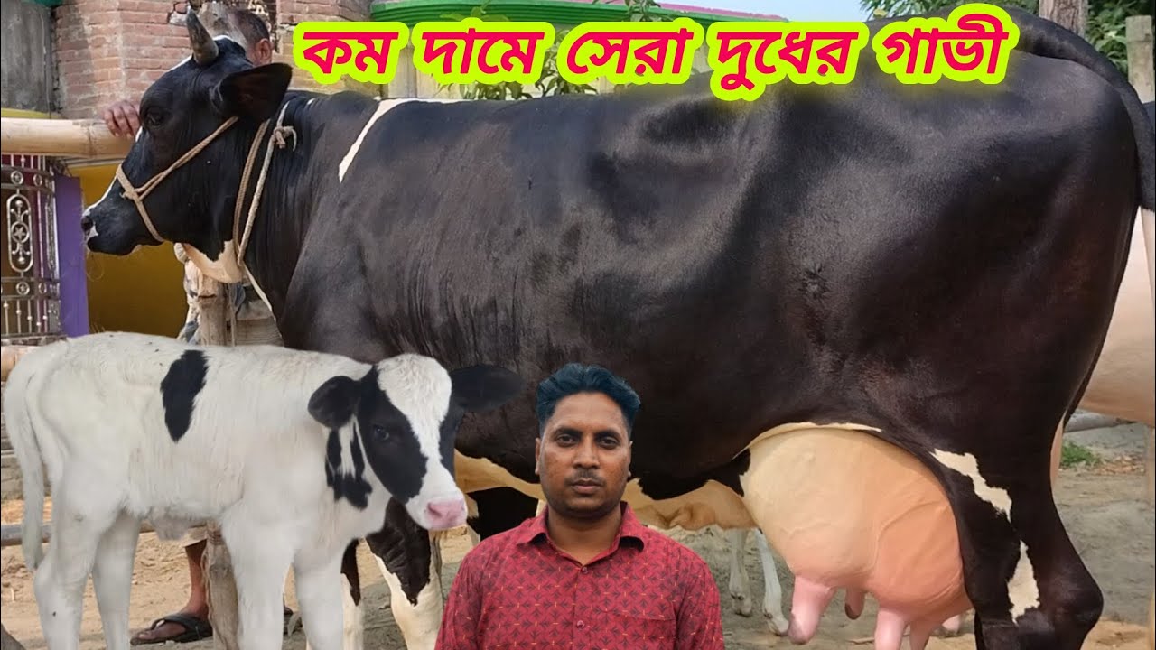 @আজ ১৩/৮/২০২৫/ উন্নত জাতের ২০-৩০ লিটার দুধের বাচ্চা সহ গাভী কম দামে পাচ্ছেন।