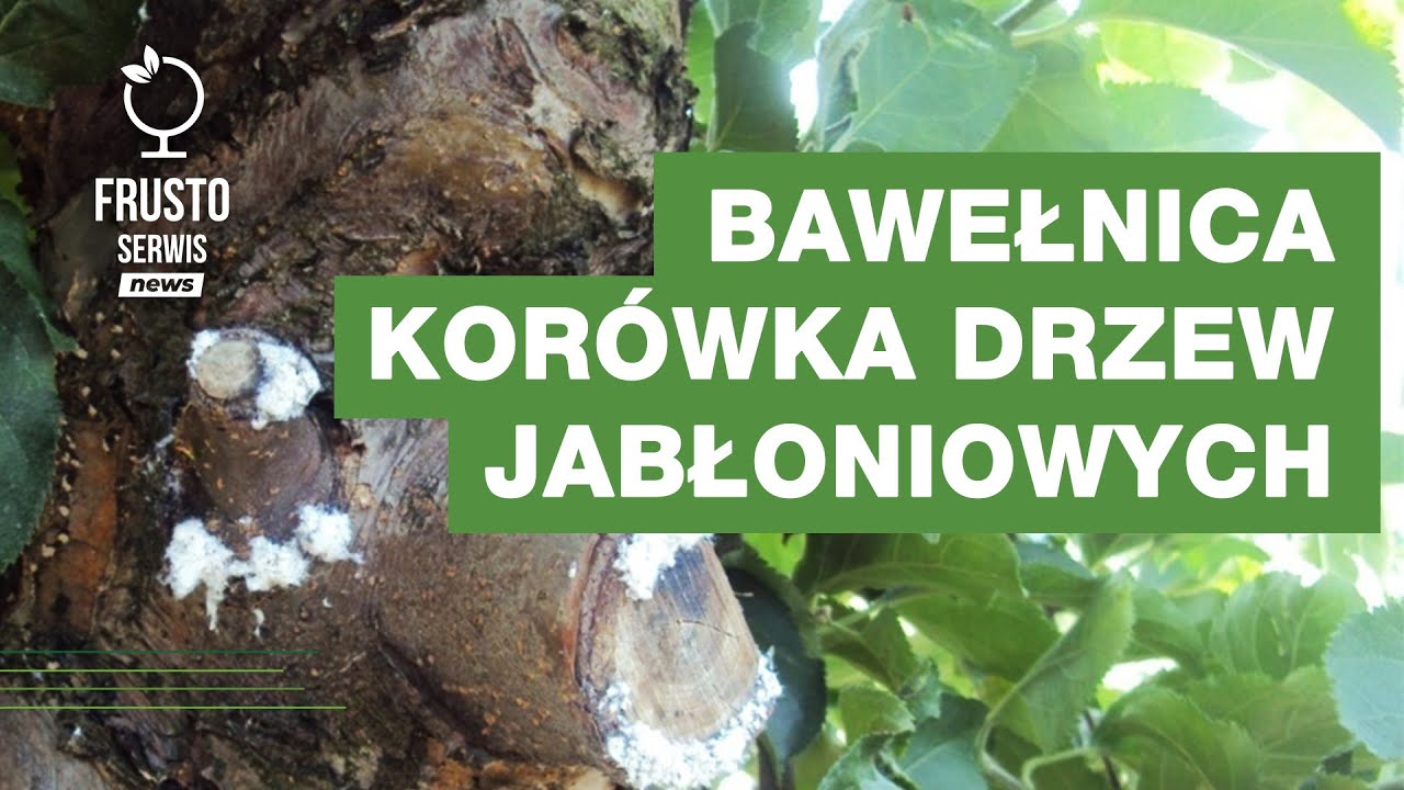 FRUSTO Serwis news // Sady: bawełnica korówka –  zwalczanie