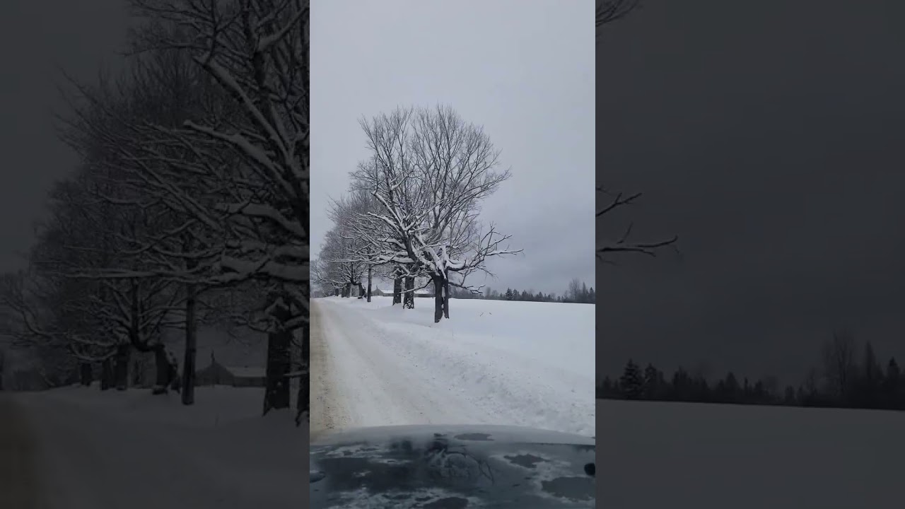 Sugarhouse road lined with 100 year old Sugar Maple trees,sugarhouse is at end of video