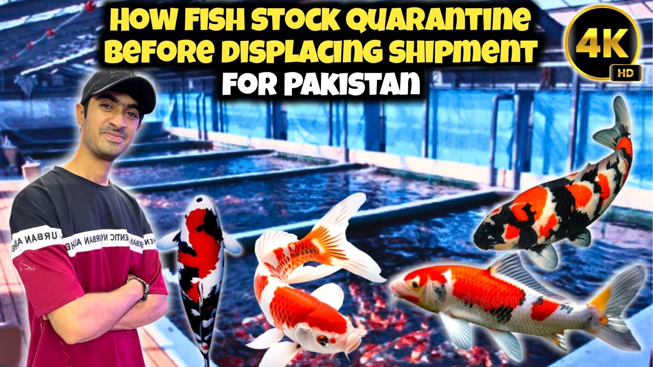 How Fish Are Quarantined Before Shipment to Pakistan | Koi Fish Import Process 4K