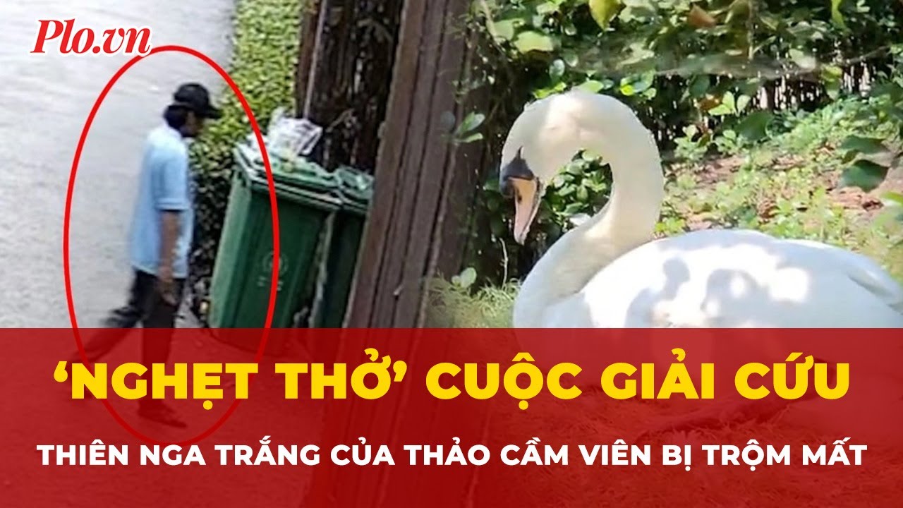 ‘Nghẹt thở’ cuộc giải cứu thiên nga trắng của Thảo Cầm Viên bị trộm mất | Tin nhanh