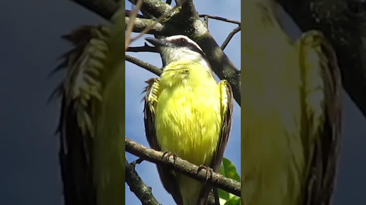 Canto do BEM-TE-VI