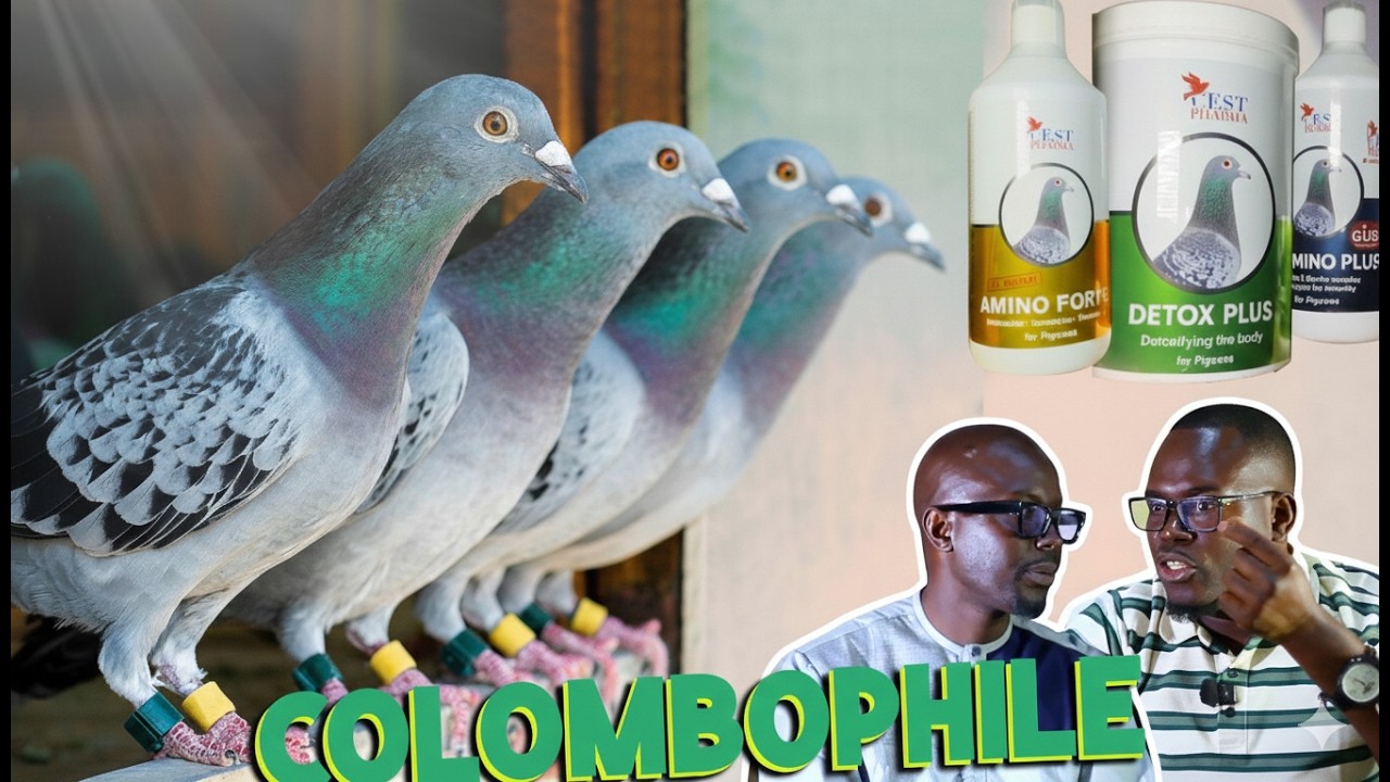 Entrepreneuriat économique : la colombophilie et les enjeux économiques.