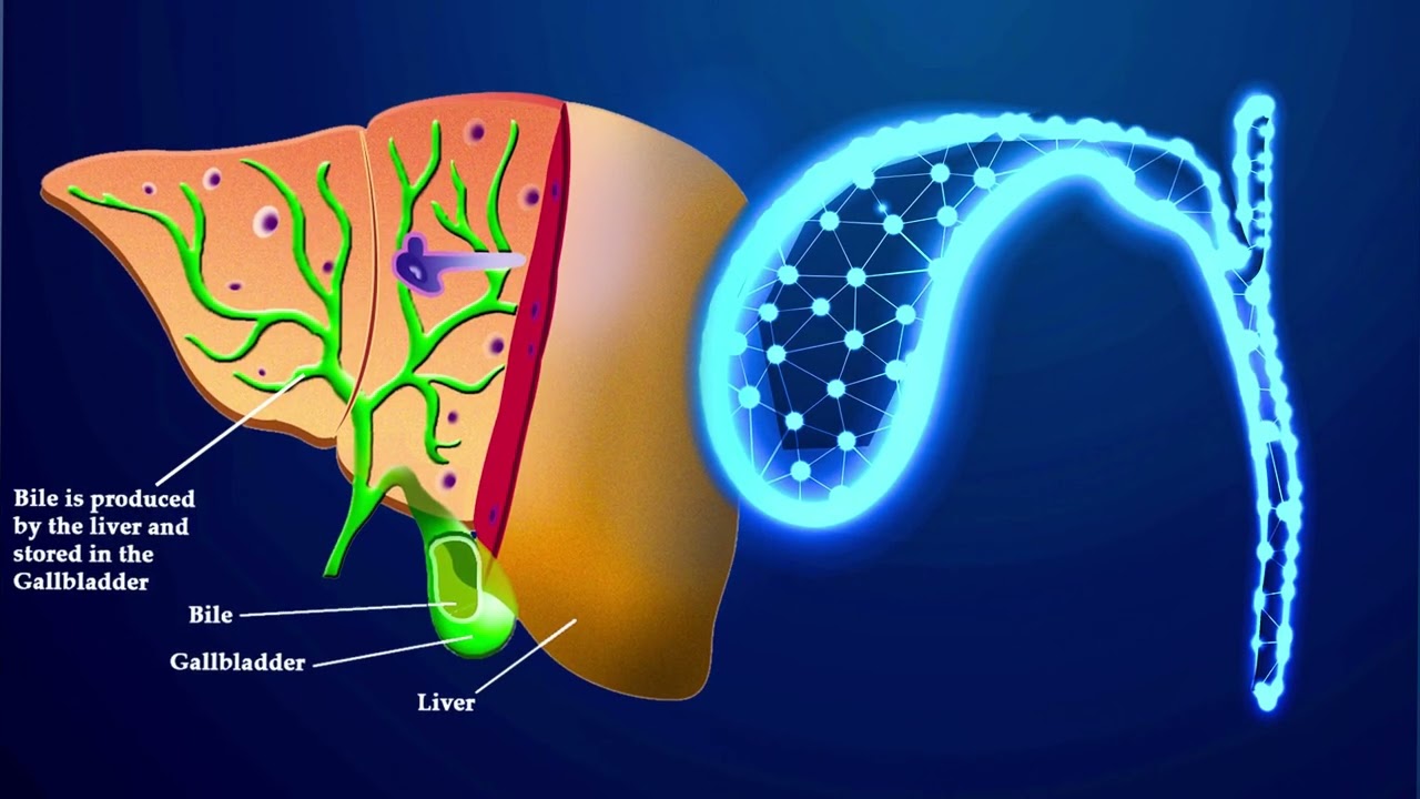 Gallbladder Morphic Field - Cure Gallbladder Diseases - Targeted Stem Cells Therapy
