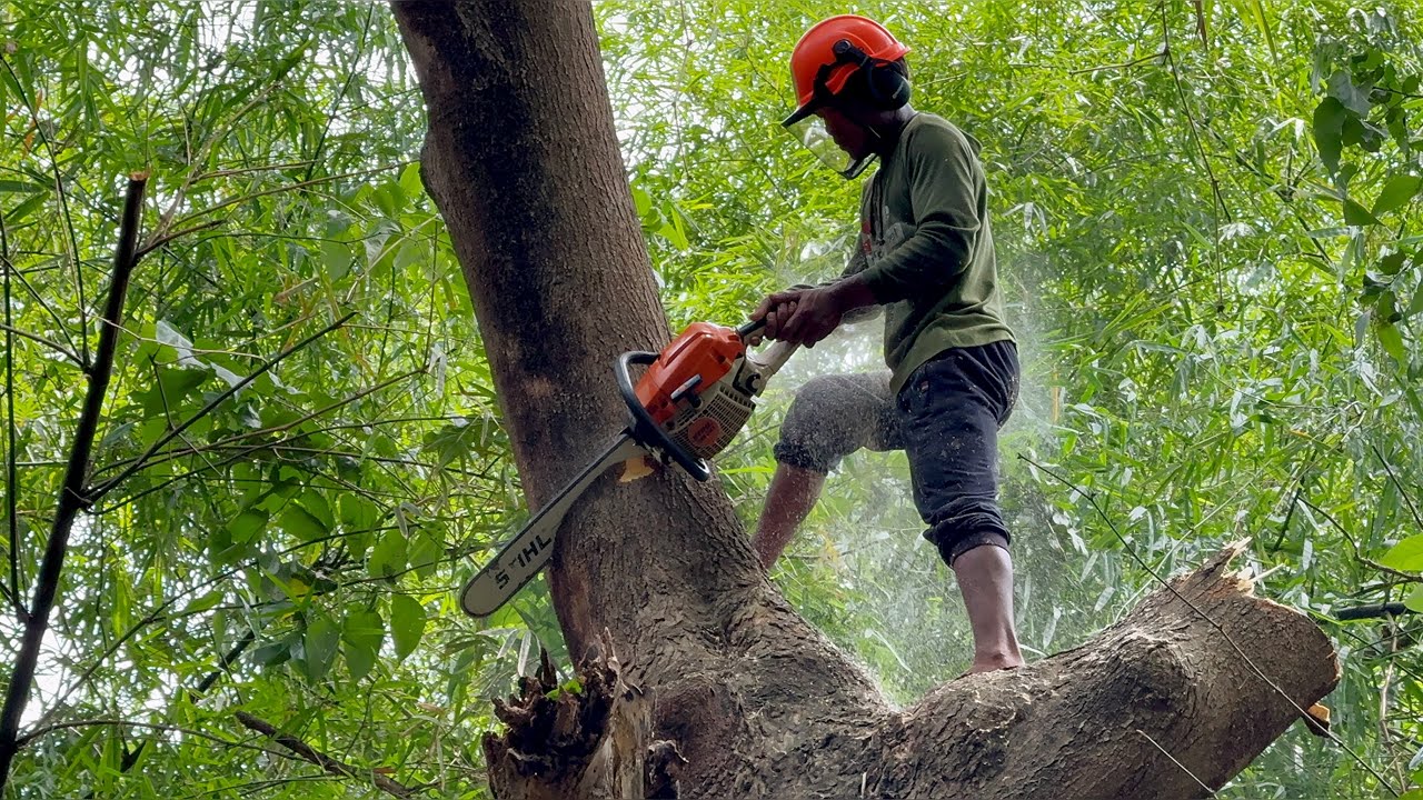 Best Skill… Felling 2 Leaning Trees!