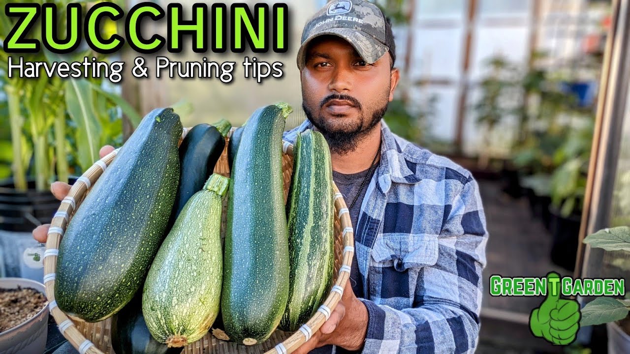 Growing zucchini - Pruning and harvest tips - Get more in less Time !