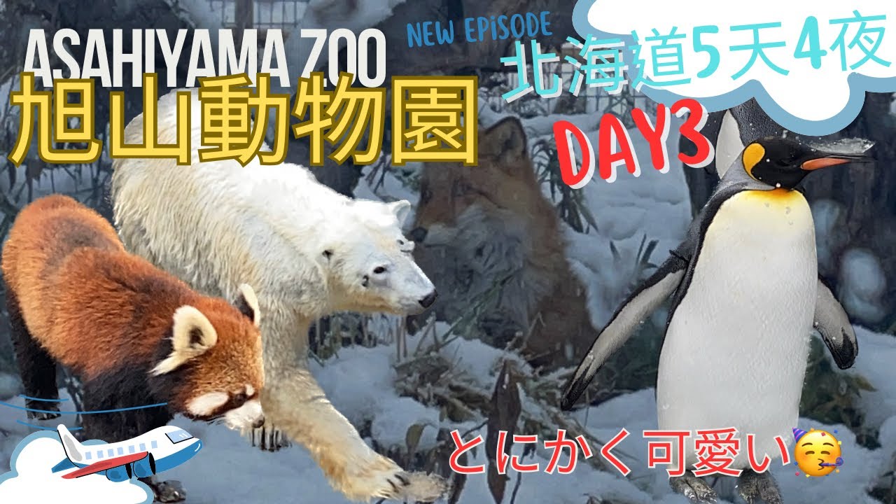 Japan, beautiful places vlog/北海道5天4夜 自由行day 3/ 北海道旭山動物園 /全日本最北的動物園【Asahiyama Zoo】/可愛企鵝 北極熊/北海道自由行攻略