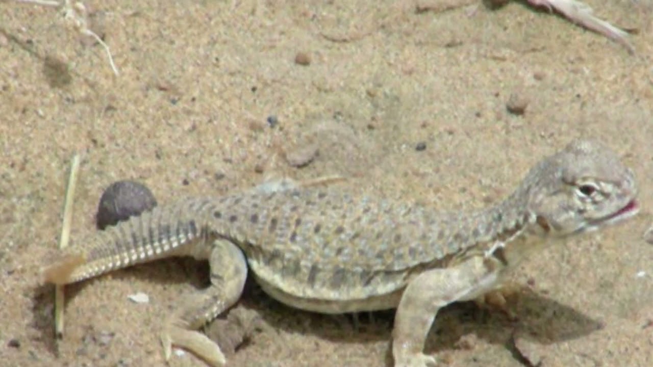 10 Animals of the Thar desert