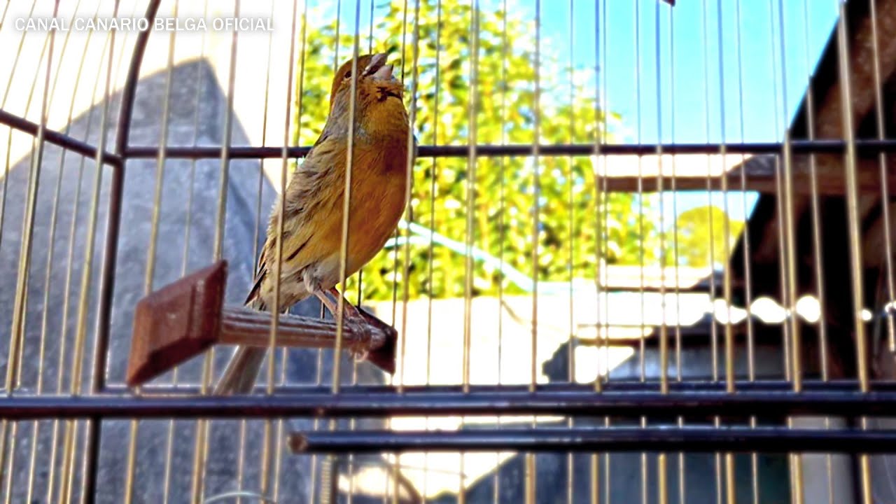ESQUENTA CANÁRIO BELGA | Canto Campainha Para Treino !