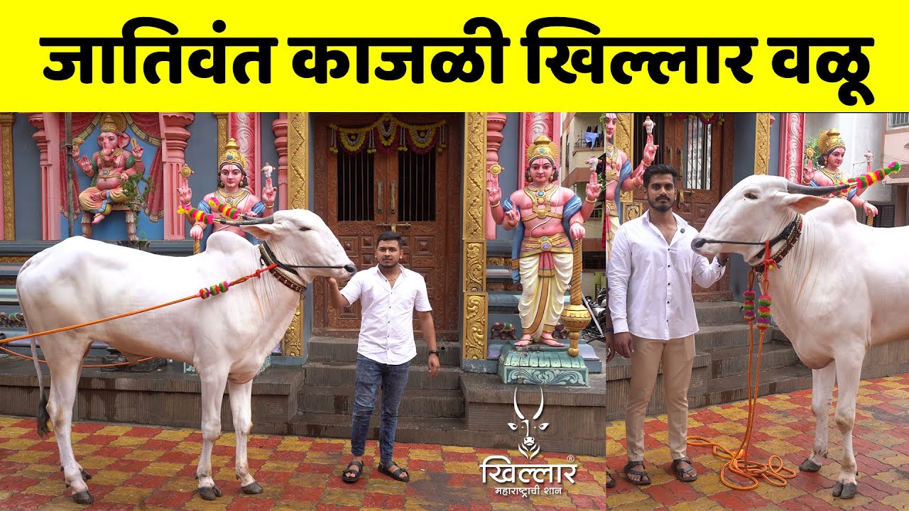 काजळी वळू - वैभव बोरगे, कोंढवे धावडे, हवेली, पुणे | Khillar Maharashtrachi Shaan 2025