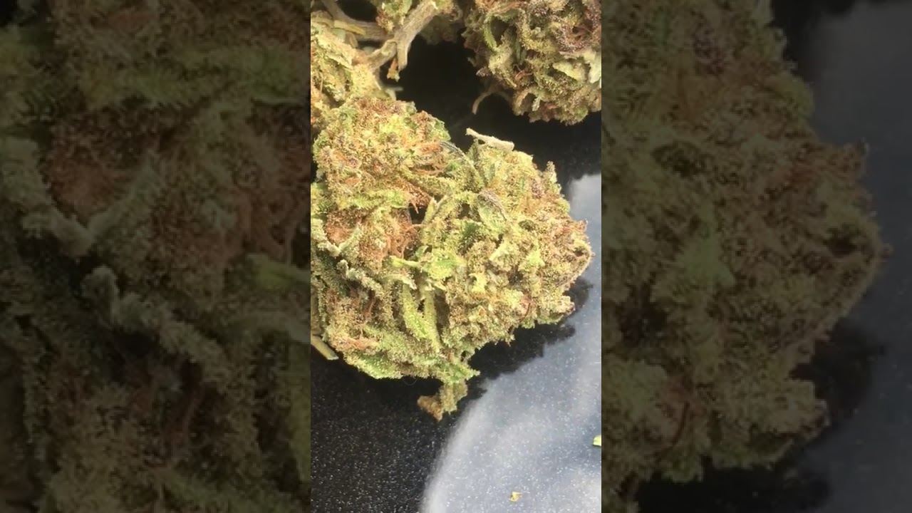 special indoor cbd genetics italia