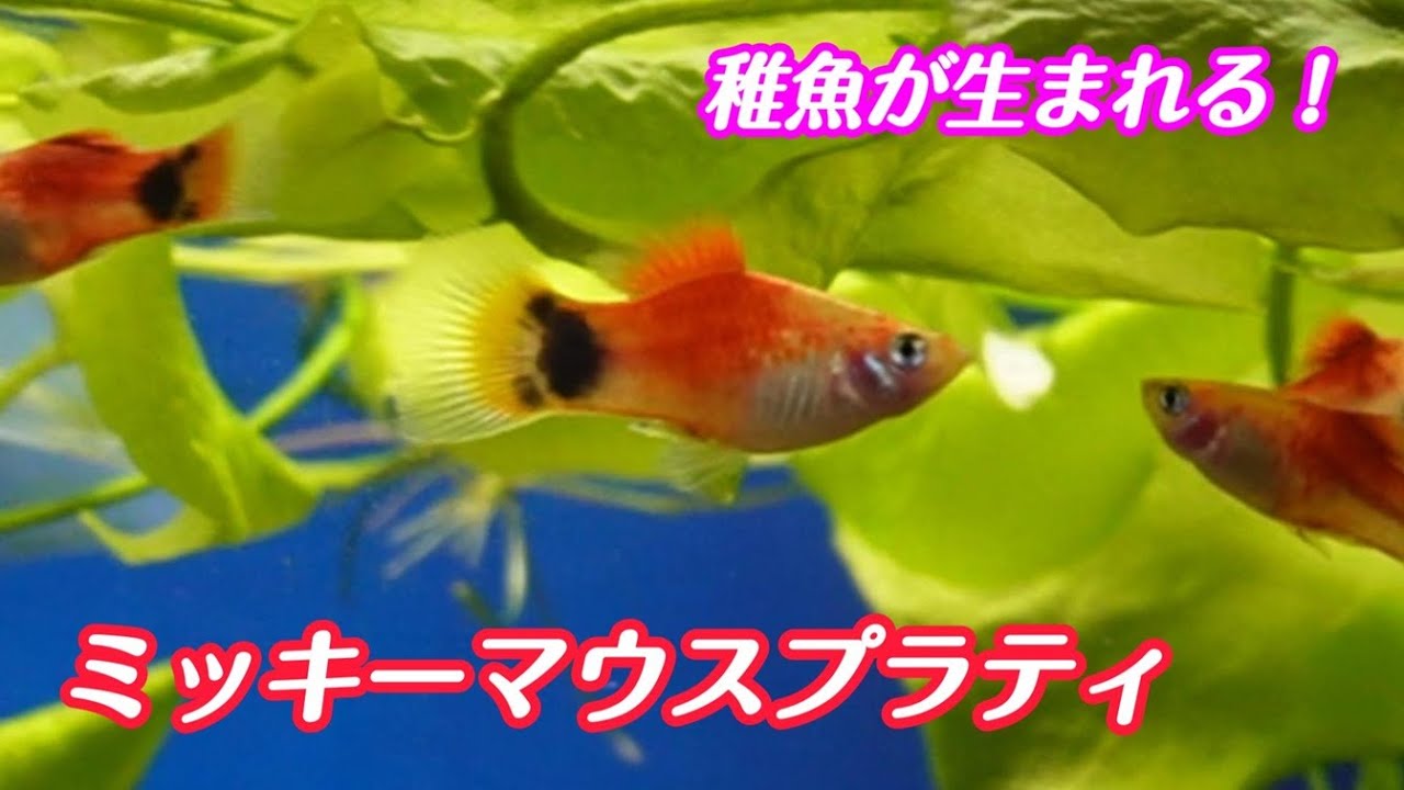 ミッキーマウスプラティの飼育