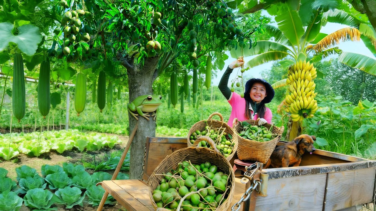 Harvest: Ambarella, Luffa, Bananas, Lettuce, Cucumbers To Sell At The Market, Cook With Them, Garden