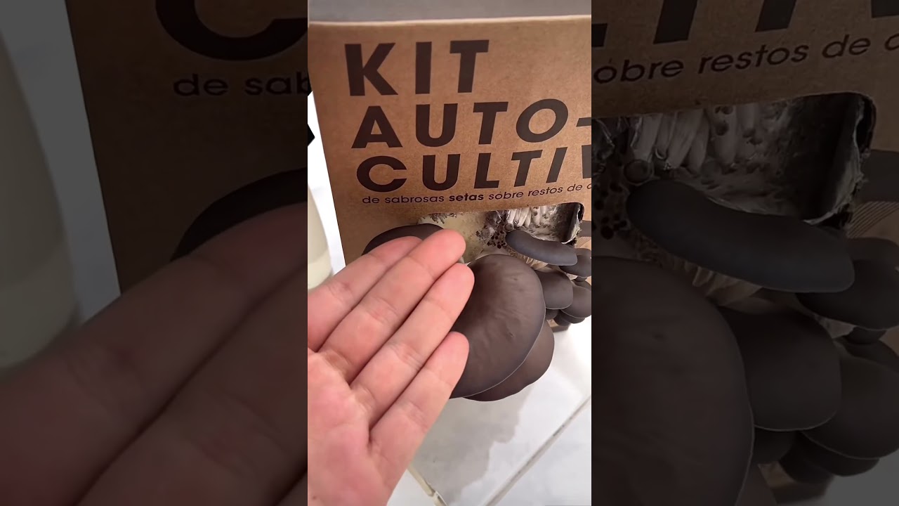 ✨As&iacute; es el AutoCultivo de setas✨