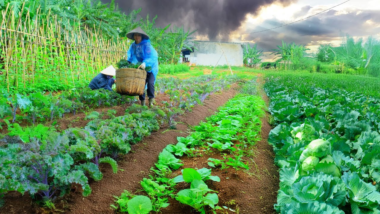 Harvest Purple Kale, Tatsoi, And Cabbage With My Brother To Sell At The Market – Cooking, Gardening