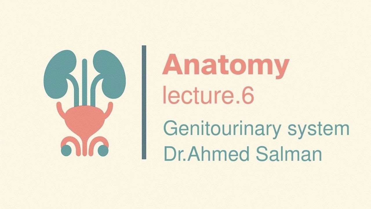 Male genital system part 2