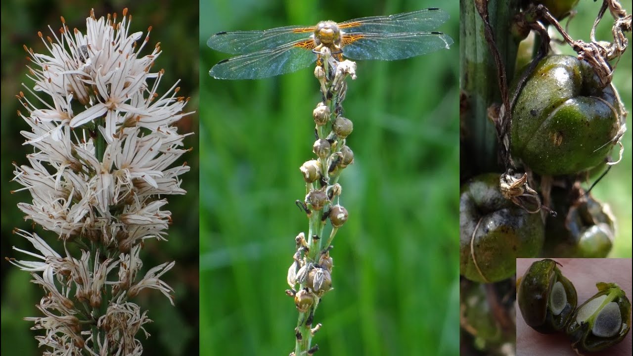 Witte affodil, Asphodelus albus, White asphodel, البروَق الأبيض, Wei&szlig;e Affodill, Asfodelo blanco.