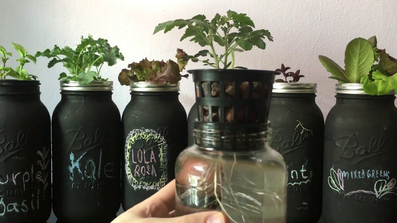 Easy DIY Beginner Hydroponic Kratky System
