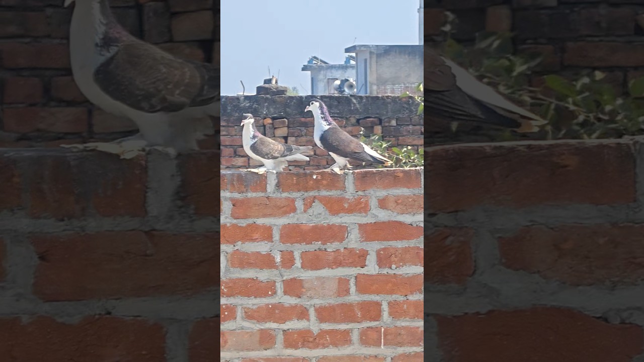 Black Lahori Shiraji Pigeon For Sale#pigeon #kabutar