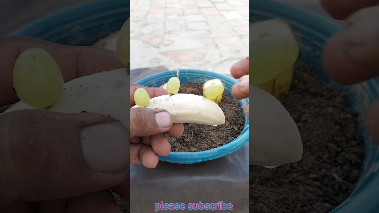 New idea How to plant Grape Vines From Grapes in Banana Fruit #plants #viral #trending #garden