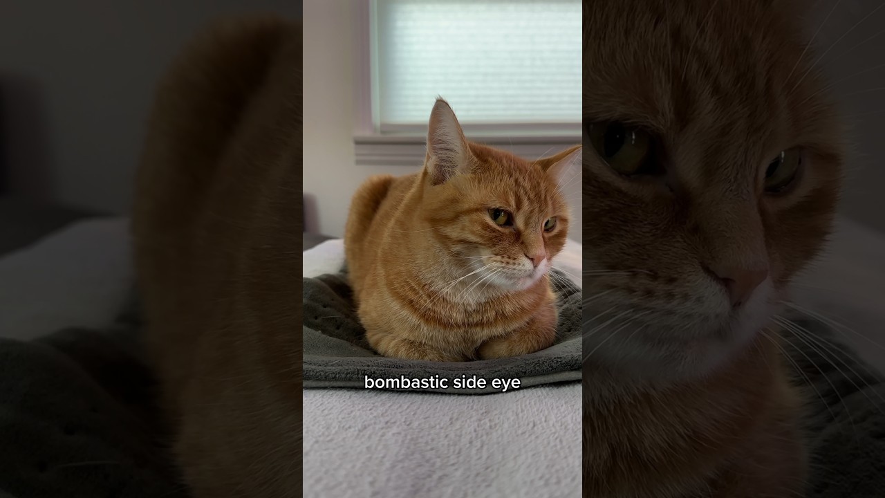 Why is Penny giving me the side eye? 