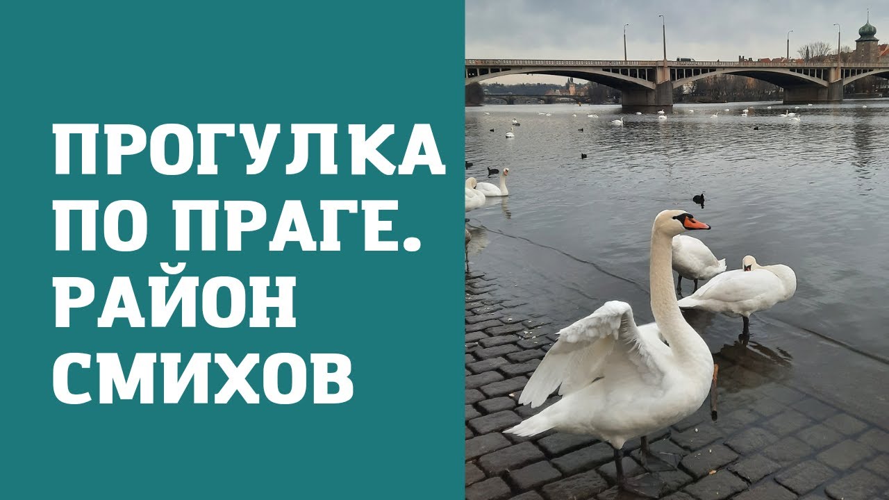 Прогулка по Праге: показываем район Смихов и много-много лебедей