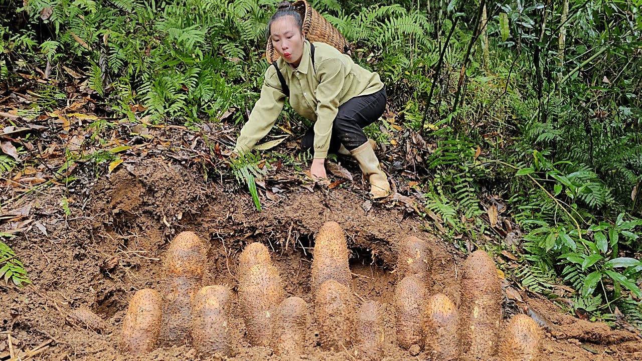 Harvesting taro and picking bamboo shoots to sell at the market with my daughter | Tương Thị Mai