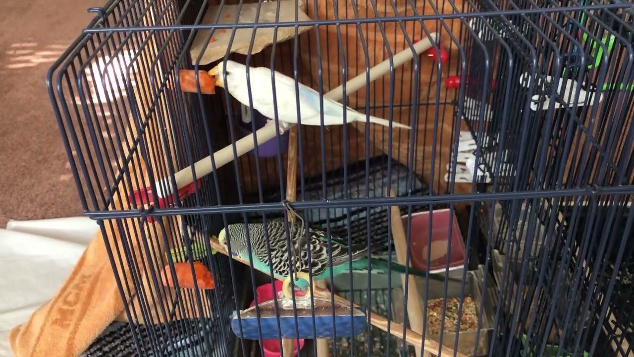 Budgies rivaling to bite and shoot carrot bullets インコのにんじんかじり競争