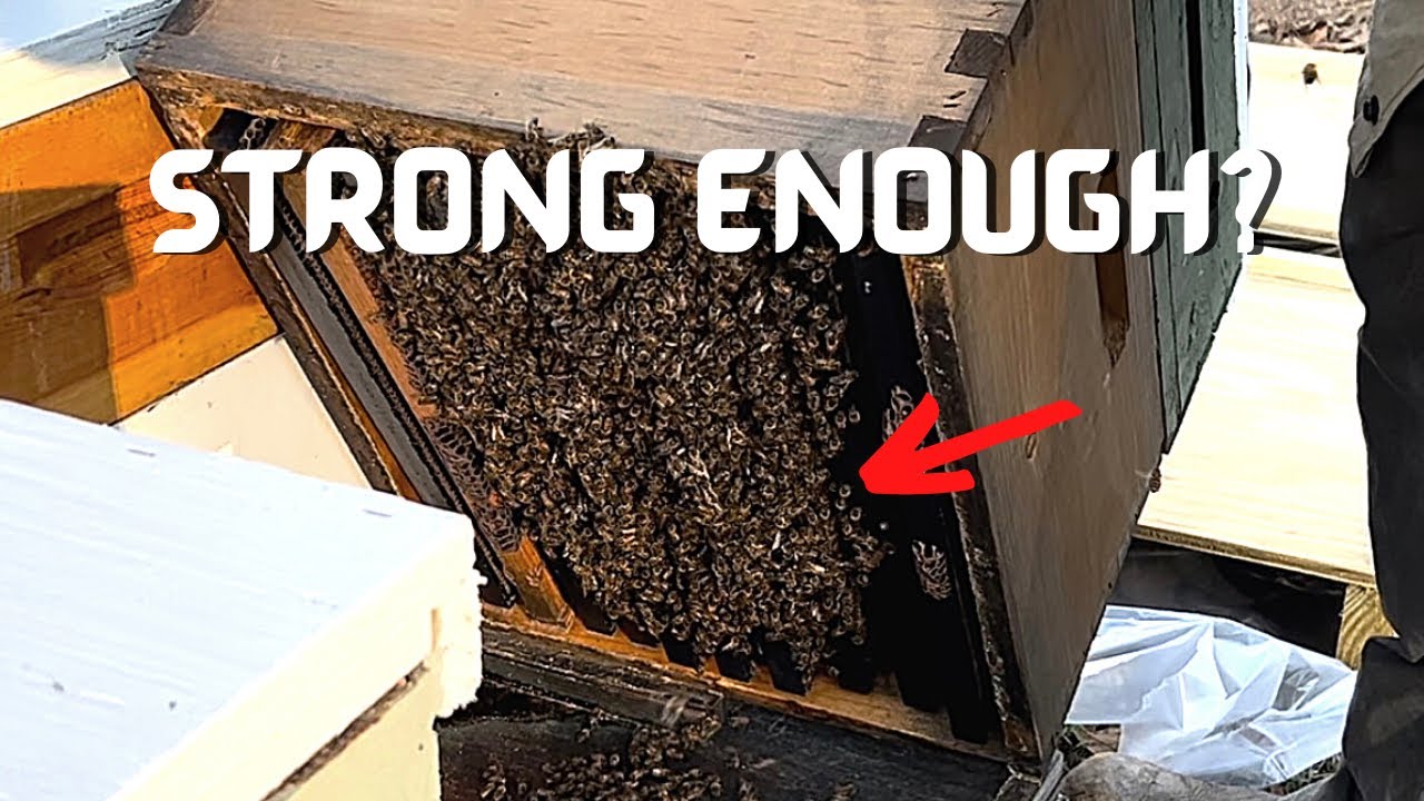 STRONG ENOUGH? Grading and Transferring Pollination BEES