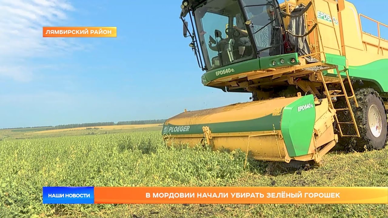 В Мордовии начали убирать зелёный горошек