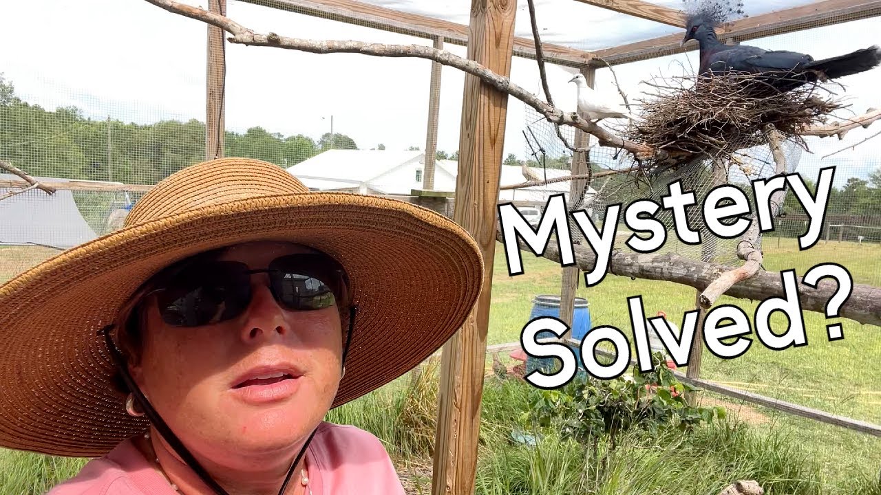 Did I Just Solve the Missing Victoria Crown Pigeon Egg Mystery?