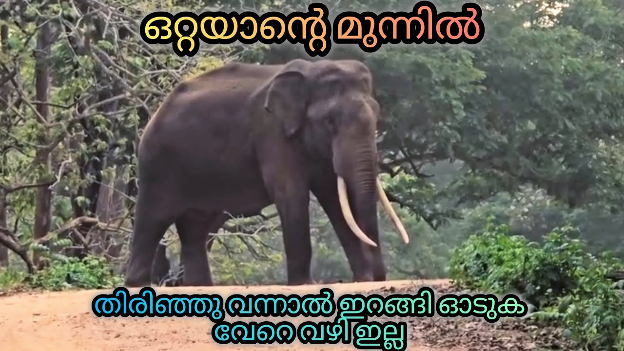മരണം മുന്നിൽ , മണിക്കൂറോളം വഴി തടഞ്ഞു നിന്ന ഒറ്റയാൻ 🐘 Wild elephant blocked the way #elephantattack