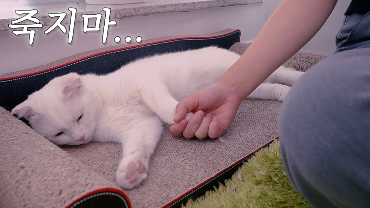 삶의 마지막 순간에서.. | 고양이산책