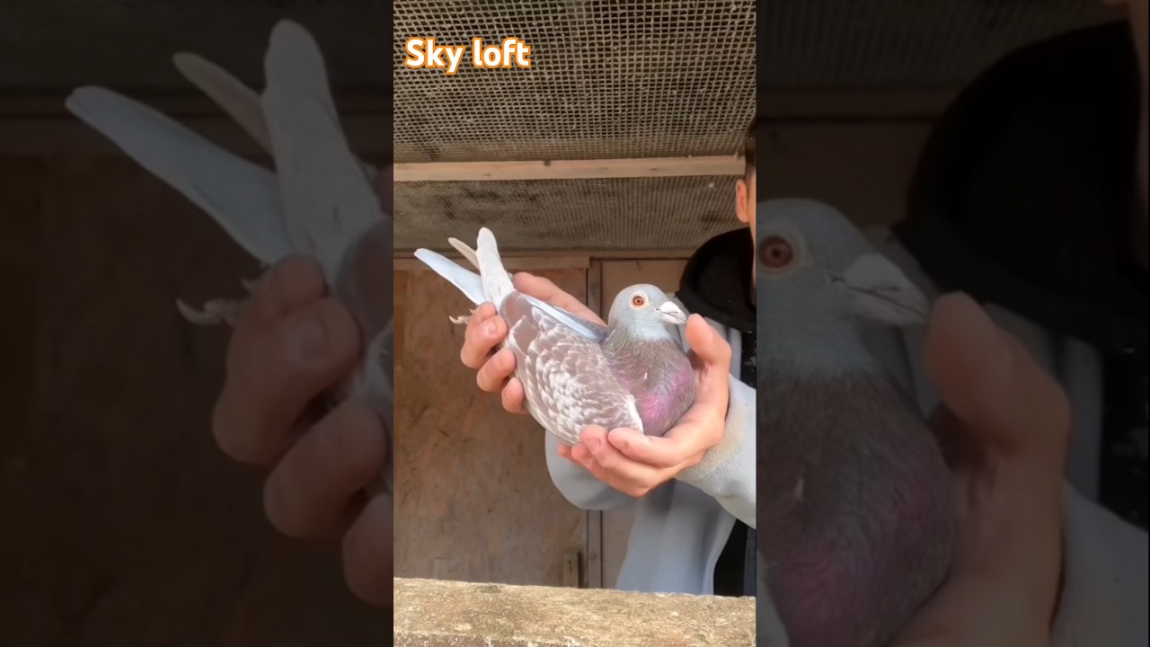 Sky Racer Loft 