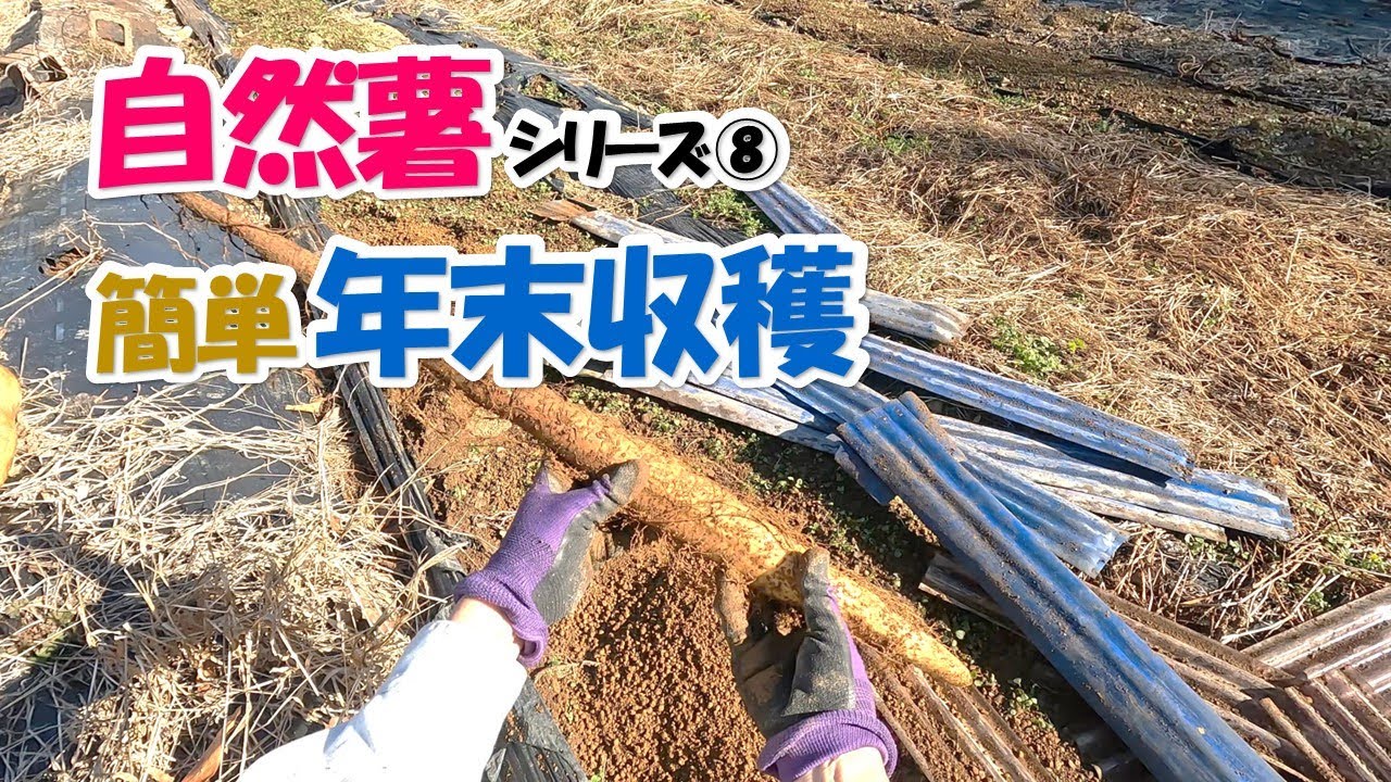自然薯（16本分を収穫して）