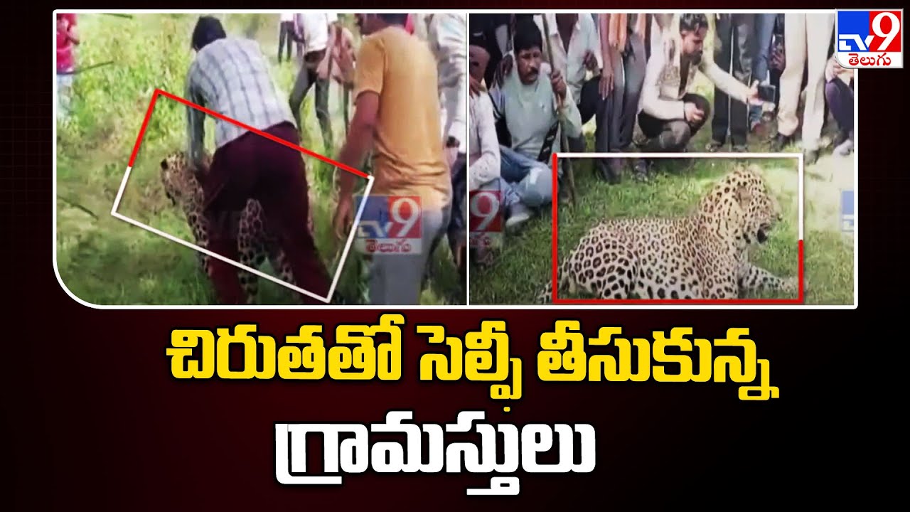 Madhya Pradesh : Sick Leopard wanders into Village - TV9