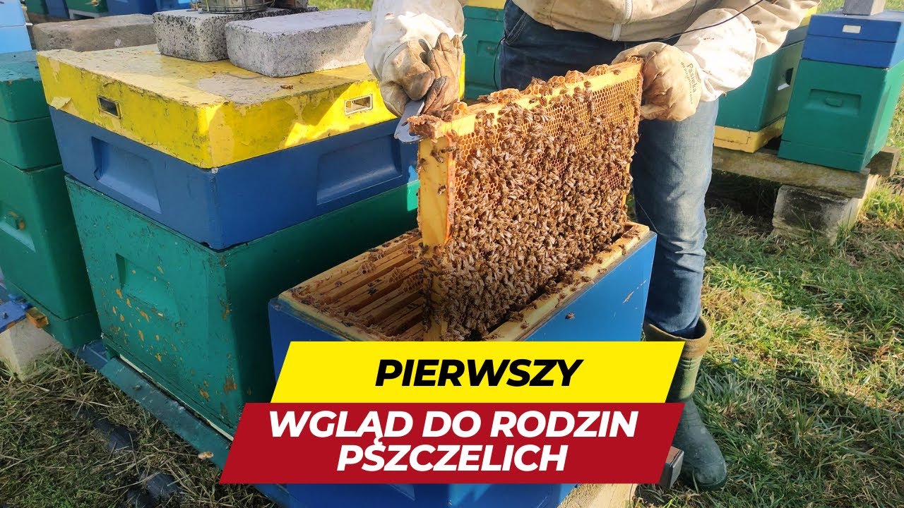 Pierwszy oblot pszcz&oacute;ł oraz wgląd do uli.