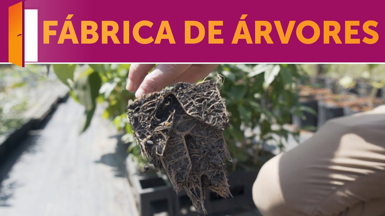 Paisagismo: A Escolha da Árvores