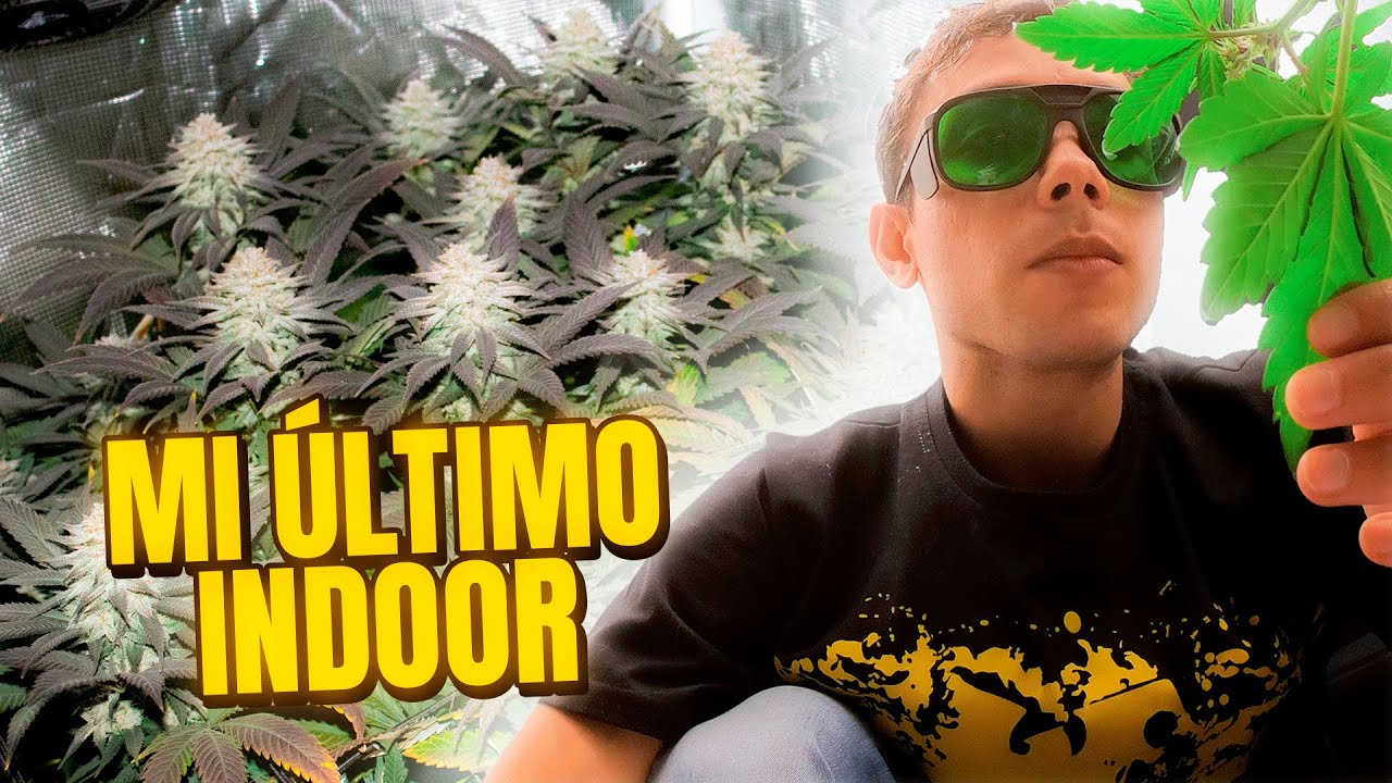 Cultivo de Marihuana de Inicio a Fin en Carpa Peque&ntilde;a