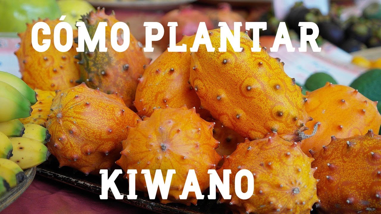 Cómo plantar kiwano o pepino africano | Consejos y cuidados | Frutas exóticas | El Huerto de Carlos