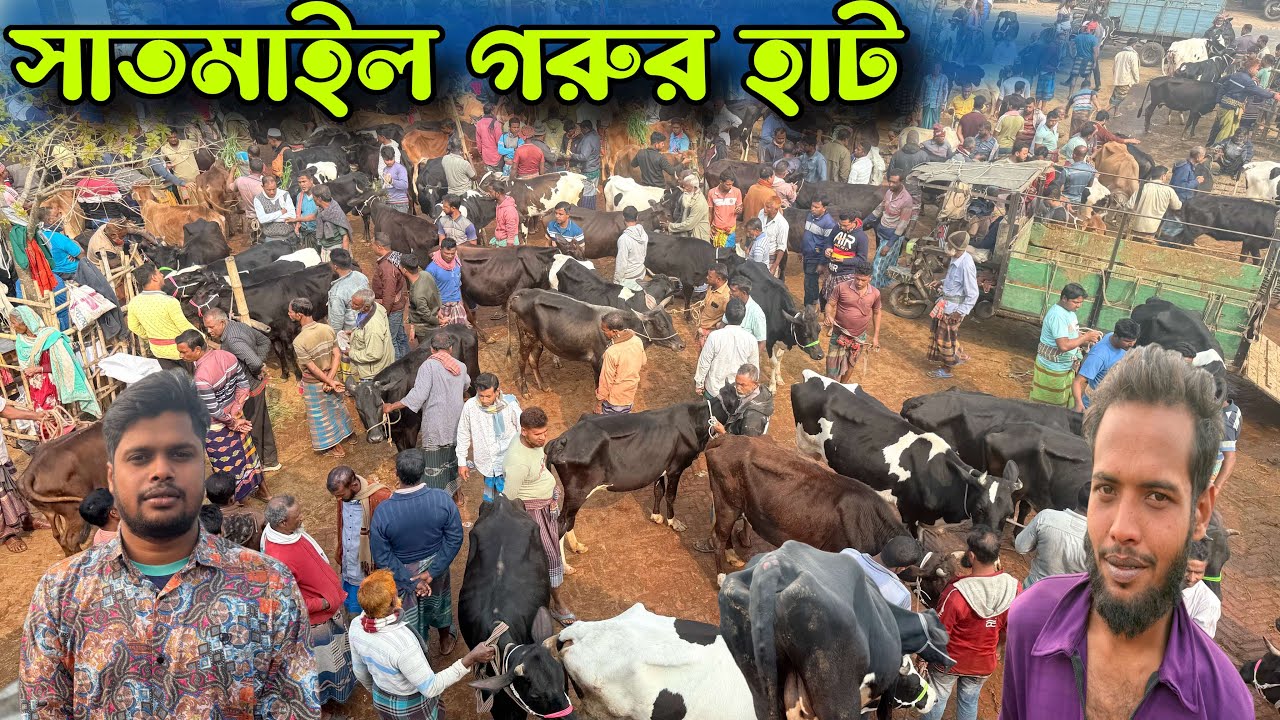 বর্ডার এলাকা সাতমাইল হাটের শেষ সময়ে গরুর দাম জানুন ।।