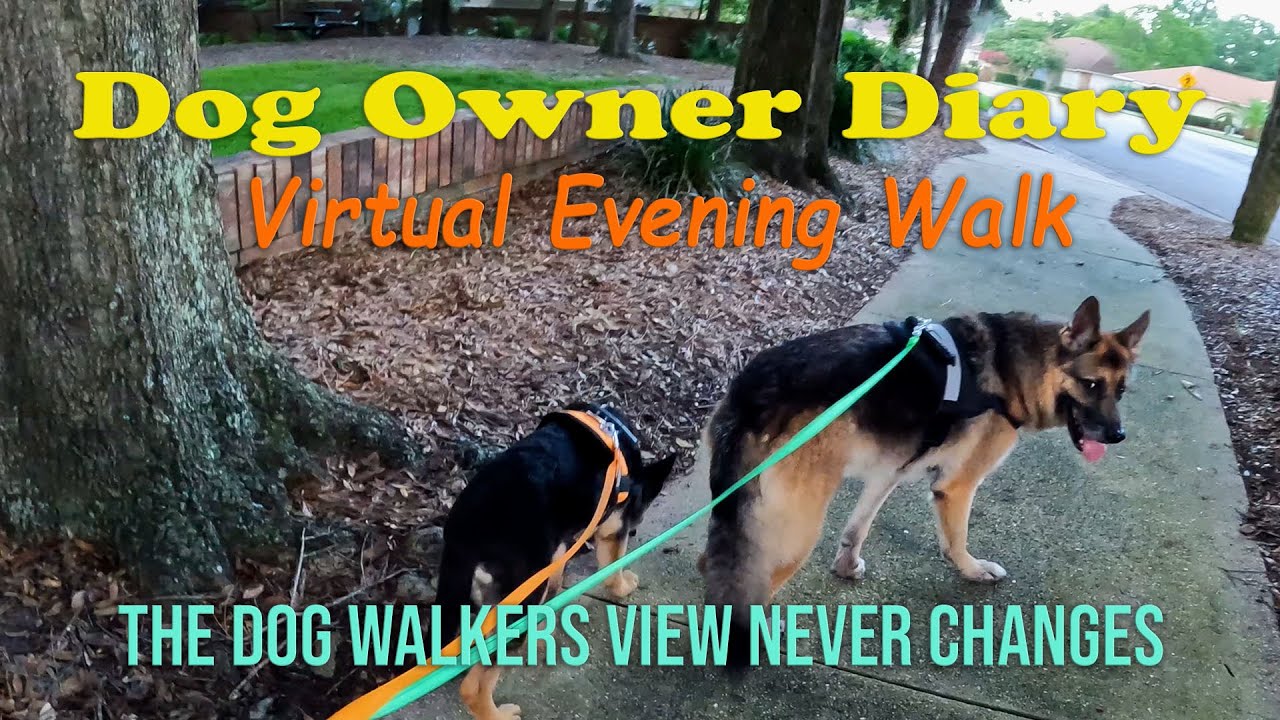 A dog walkers view never changes: A Dogs Life Video