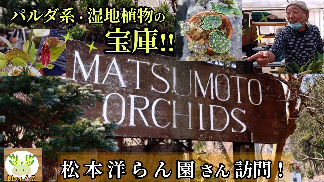 【レパンテス天国!!】松本洋蘭園さんに行ってきました🌱