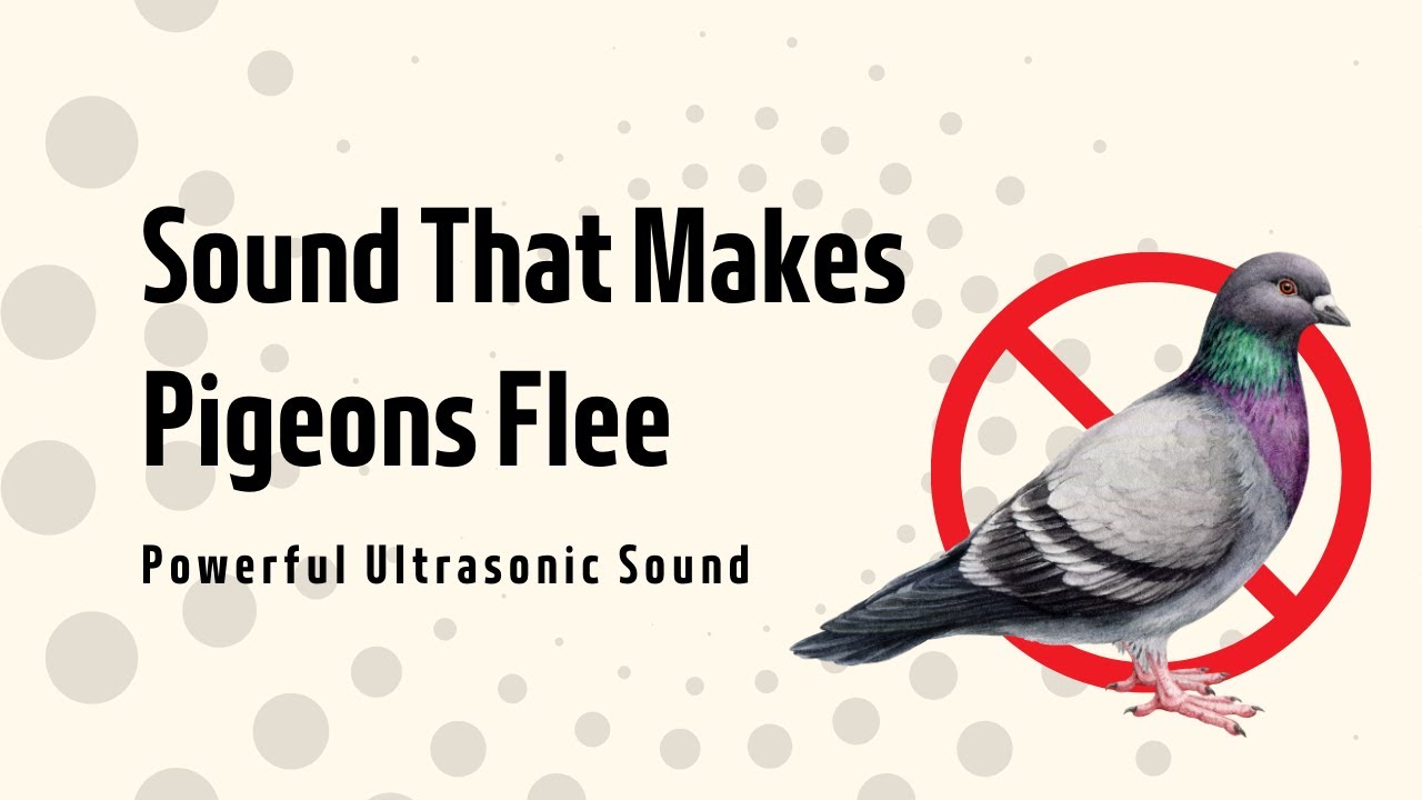 Sound That Makes Pigeons Flee | Powerful Ultrasonic Sound
