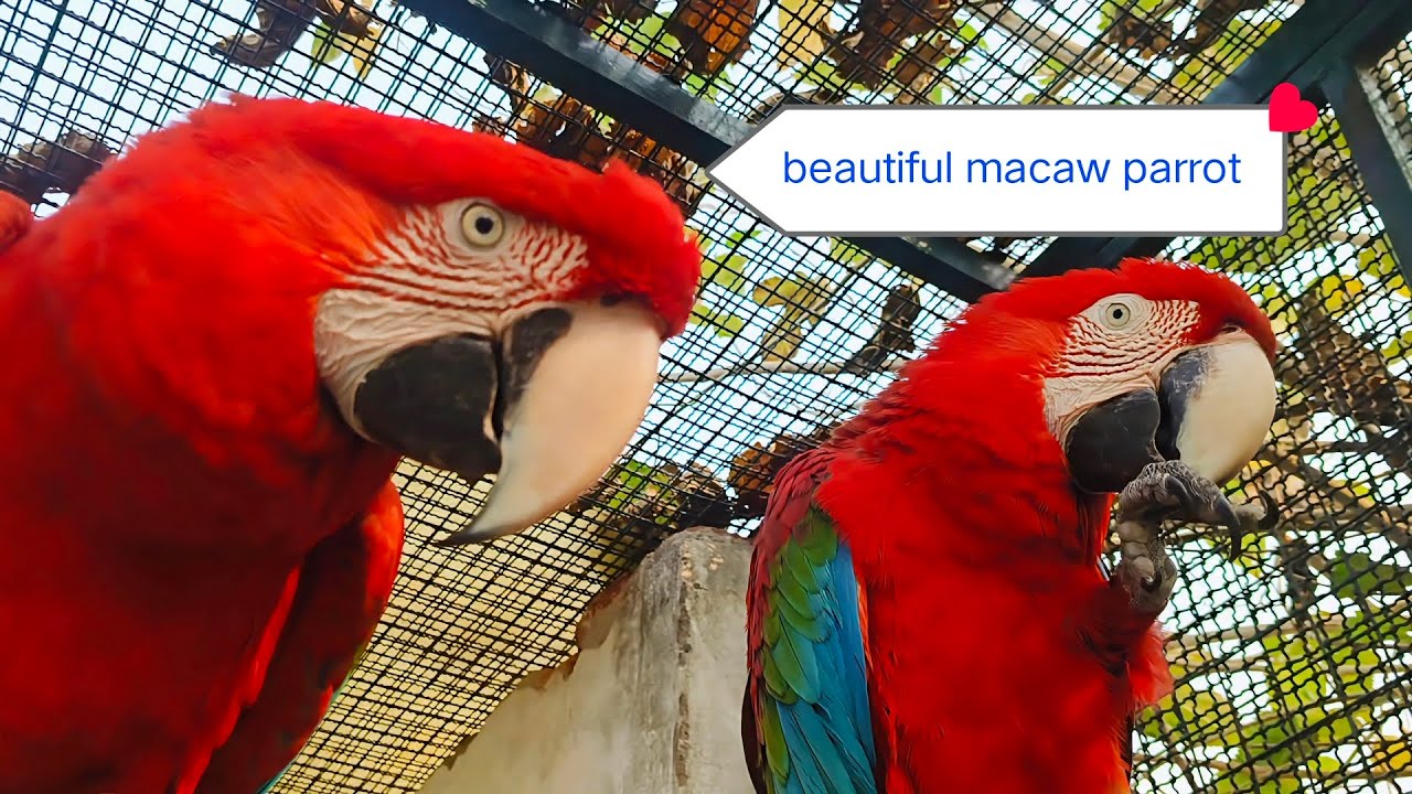 #birds parrot ashok yadav 