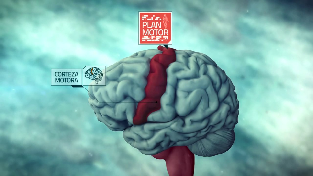 El cerebro motor