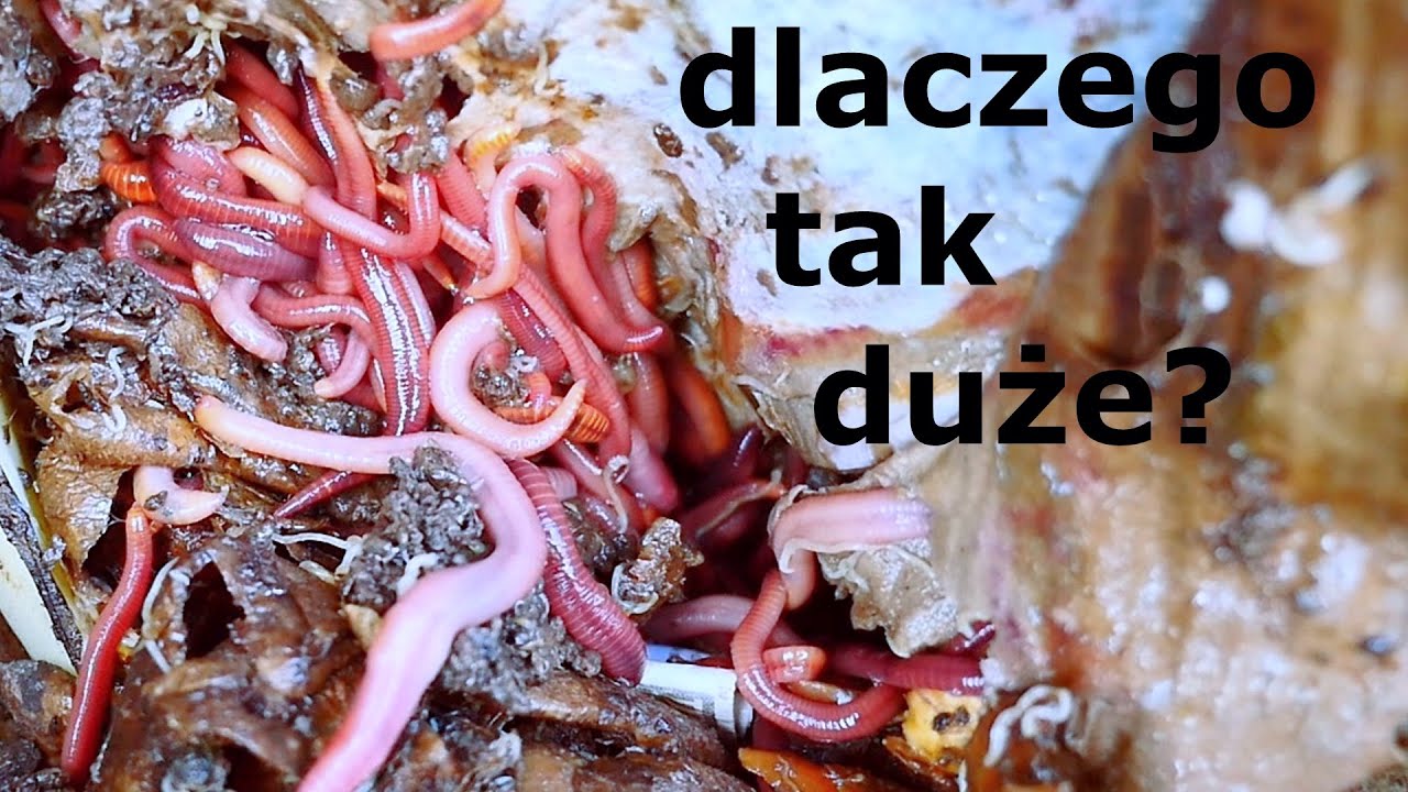 Moje dżdżownice kalifornijskie. Co wpłynęło, że na wiosnę są tak duże?