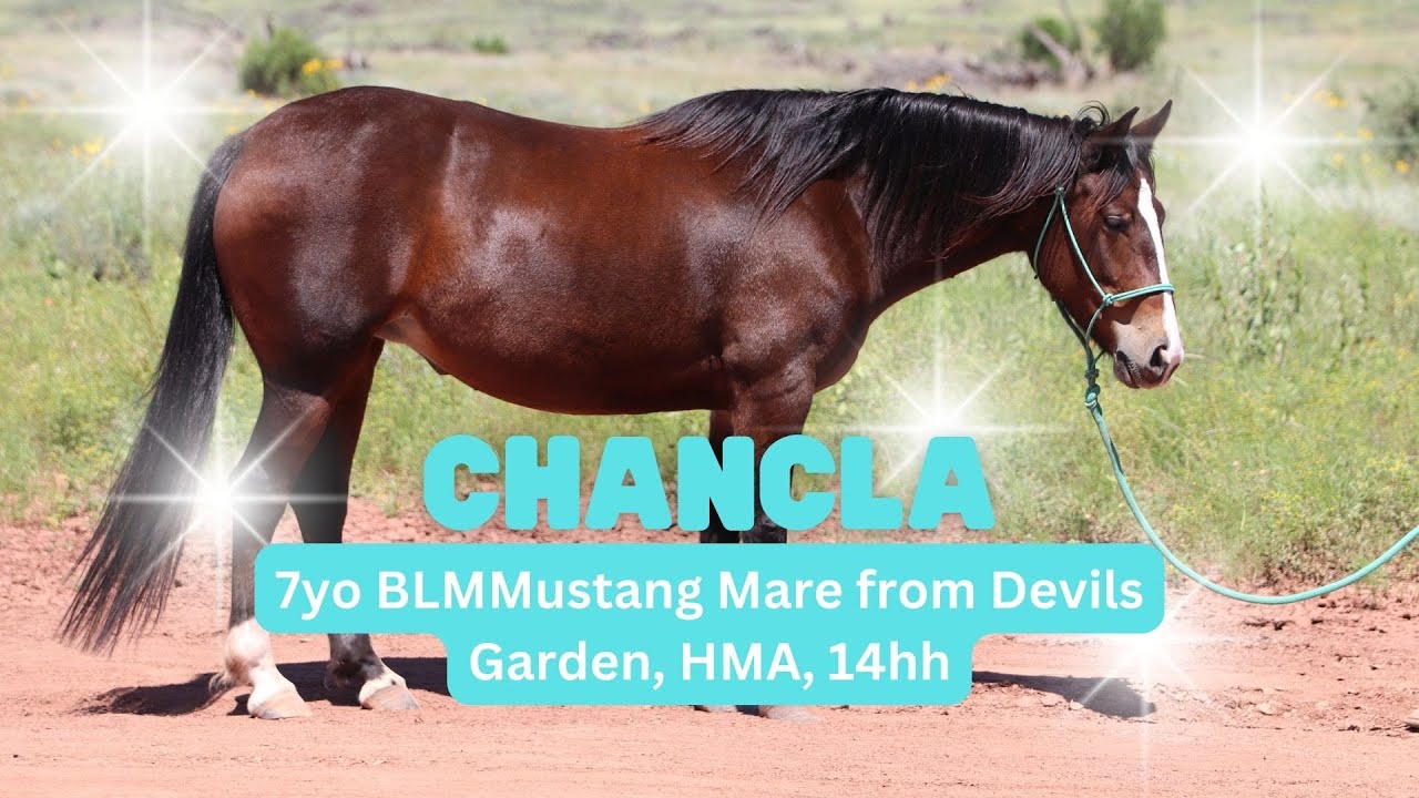 LOT #27, Chancla, offered at Diamonds in the Desert Las Vegas, by Isidro Espinoza Horsemanship LLC.