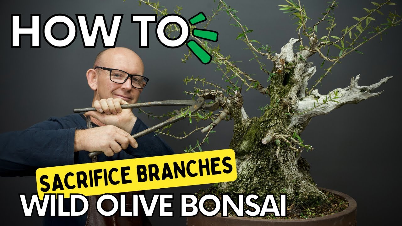 Growing awesome branches on wild olive bonsai